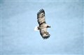Rare sea eagle found dead in Ross-shire