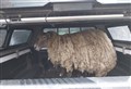 Sheep stranded on its own for more than two years is rescued after Highland woman's plea for help went viral