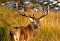 Deer sector economic blow and job loss risk flagged after probe 