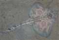 Flapper skate egg-laying habitat in the Inner Sound on the West Coast is now protected