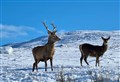 Ross-shire through the Lens – Deer at snow-covered Fannich 