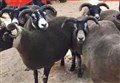 Police appeal after large number of sheep stolen from Highland farm 