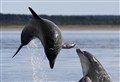 Wildlife charity concerned over rise in 'dolphin disturbance' incidents 