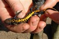 Rare newts find 'des res' on Black Isle 