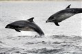 Good news for firth's rare bottlenose dolphins