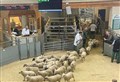 Lamb trade was 'really buoyant again' this week, says Dingwall Mart