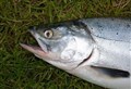 Call to anglers to report threats to salmon in rivers 