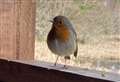 Dingwall Field Club members in search of the friendly wee robin