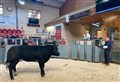 Dingwall mart lots 'on fire' with keen bidding at cattle sale