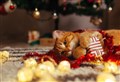 Vet Speak: Our Christmas delights can be so hazardous for cats and dogs
