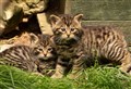 PICTURES: Rare wildcat kittens born during Covid-19 lockdown at Highland field centre 