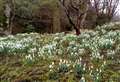 Attadale gardens show off its snowdrops