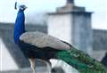 Percy the peacock returns to his Highland stamping ground 