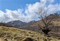 ‘Last Ent of Affric’ ancient elm tree playing a role in saving its species