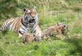 WATCH – Highland tiger cubs take a bow: 'It is lovely to see just how excited our visitors are to meet them'