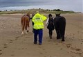 Horses and riders rescued by coastguard after becoming stranded on sandbank in Highlands 