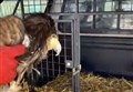 Highland gamekeepers tried to save injured eagle