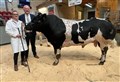Breeding cattle sale attracts huge crowd to Dingwall Mart
