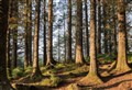 Forestry group launches appeal for new panel members