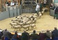 'Rip-roaring' trade at Dingwall Mart sheep sale 