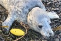Wester Ross rescue mission is a Christmas seal good story 