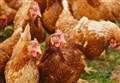 Avian flu detection sparks 3km 'protection zone' in Lochcarron area