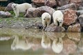 Polar bears’ personalities start to show after move to Staffordshire park