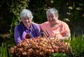 What a blooming good show from Alness hardy annuals Grace and Crystal as they rack up 30 years of volunteer gardening!