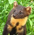 Highland pine martens killed by 'forceful blows'