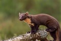 Achiltibuie pine marten secures swish new pad after infiltrating Scottish Water building