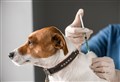 VET TALK: Prevention better than cure when it comes to your dog