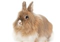 VET TALK: A condition rabbit owners should keep an eye open for