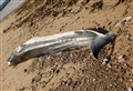Highland Council remove minke whale carcass from Cromarty beach 