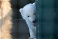 PICTURES: Adorable images of Highland Wildlife Park's little polar bear cub 