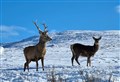 Ross-shire through the Lens – Deer at snow-capped Fannich 