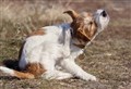 Vet Speak: Soothing the itch that dogs prone to allergies may suffer can be a challenge