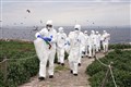 ‘Wildlife tragedy’ as bird flu devastates important island colony