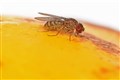 Scientists engineer ‘virgin birth’ in fruit flies after finding genetic cause