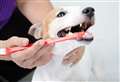 VET SPEAK: Prevention is better than cure for dog’s toothy problem