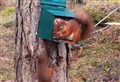 Squirrels 'thriving' following introduction scheme in Wester Ross