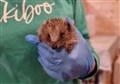 WATCH: Rescued hedgehogs given new start in Wester Ross 'hedgehog haven'