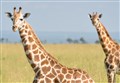 Easter Ross distillery hooks up with charity to support giraffe drive