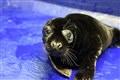 Rare black grey seal admitted to rescue centre after being found on beach