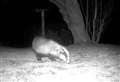 Badger dies after two wildlife crime incidents