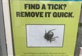 EXPLAINED: Ticks – the dangerous beasties lurking in our gardens, play parks, woods and hills!
