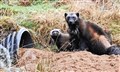 Highland wolverine kits delight keepers