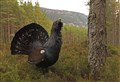 Desperate action needed save capercaillie
