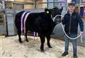Black Isle champ graces 'best ever' prime cattle show in Dingwall 