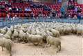 'Meteoric' trade at Dingwall Mart sheep sale as in-demand lots revealed 