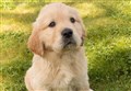 Volunteer needed for Guide dog group in Ross-shire